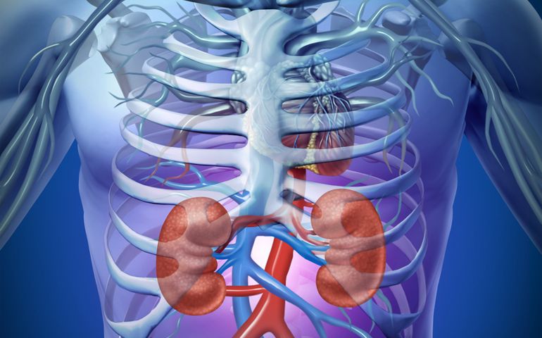 how-well-do-you-know-your-kidneys.jpg