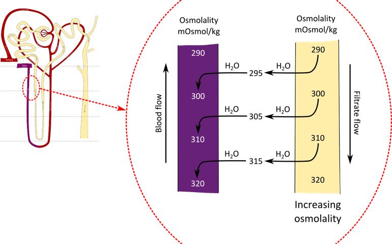 how-well-do-you-know-your-kidneys.jpg