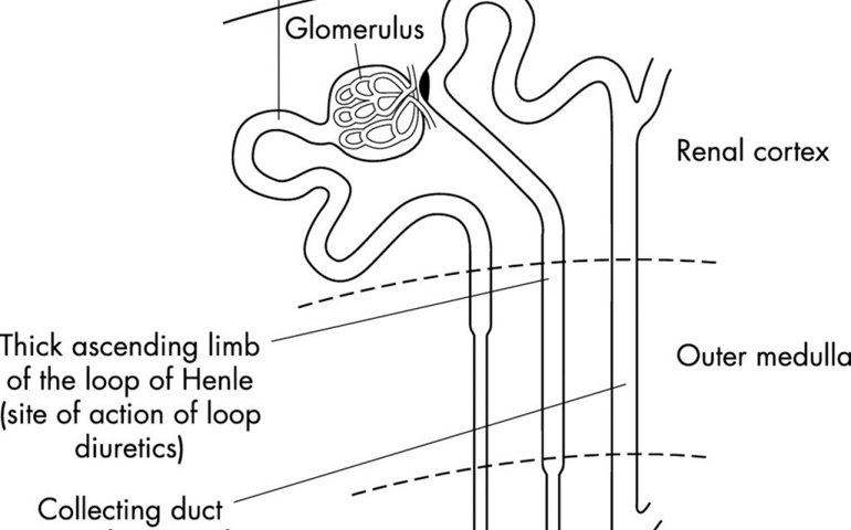how-well-do-you-know-your-kidneys.jpg