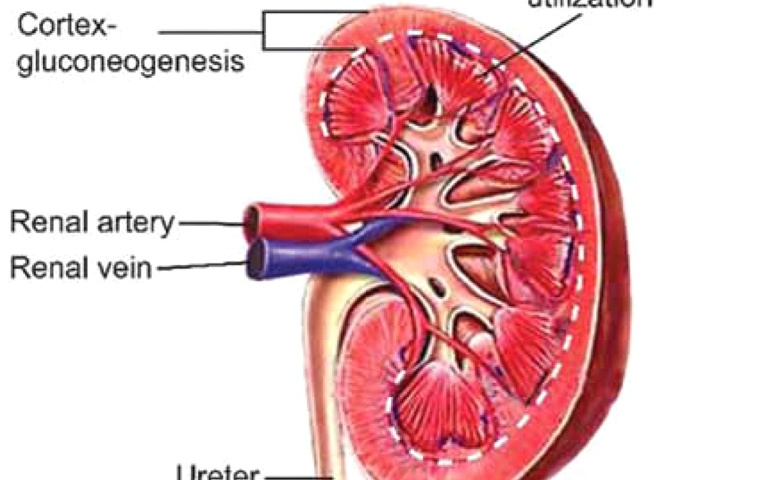 how-well-do-you-know-your-kidneys.jpg