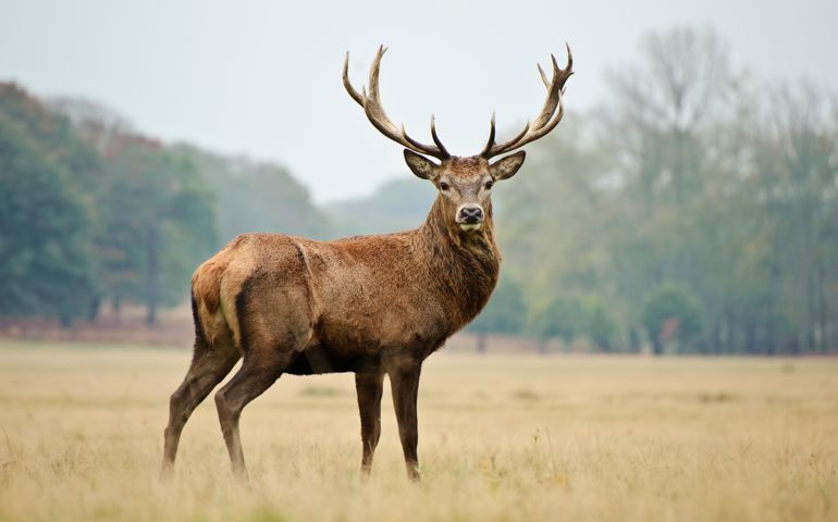 Portrait of majestic powerful adult red deer stag in Autumn Fall forest