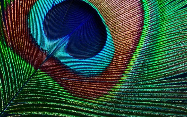 Close up of beautiful peacock feather