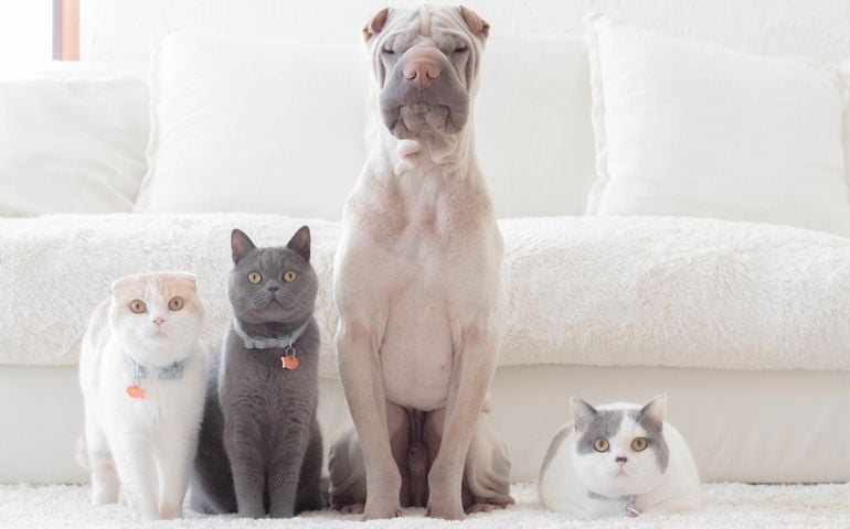 Shar pei dog, british shorthair and scottish fold cats sitting in a row
