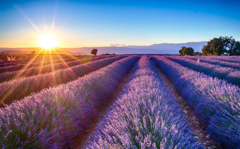 fields of blooming lavender flowers, Provence