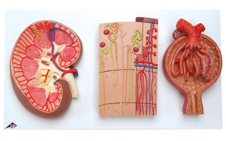 how-well-do-you-know-your-kidneys.jpg
