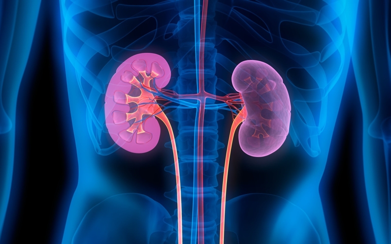 how-well-do-you-know-your-kidneys.jpg