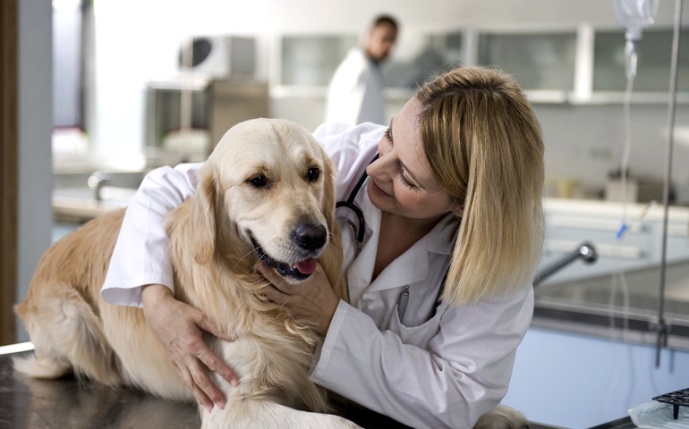 are-you-ready-to-be-a-veterinarian.jpg