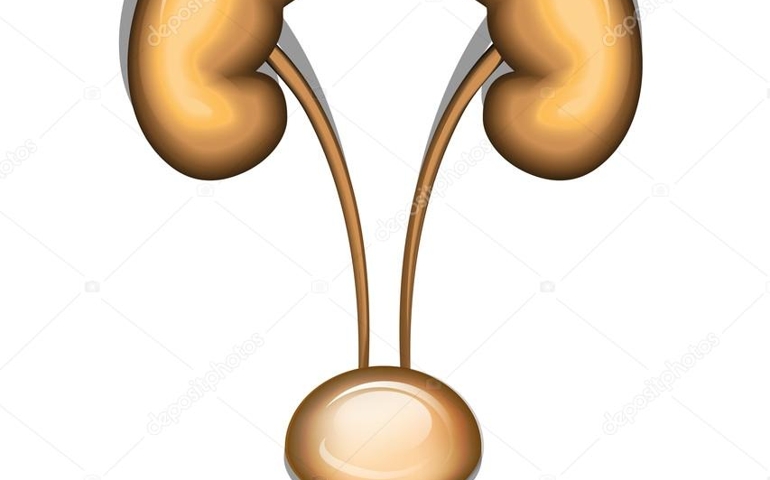 how-well-do-you-know-your-kidneys.jpg