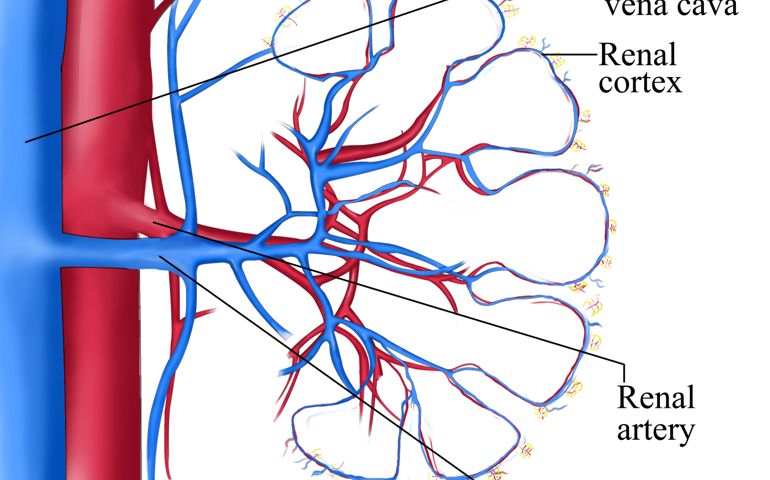 how-well-do-you-know-your-kidneys.jpg