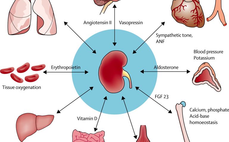 how-well-do-you-know-your-kidneys.jpg