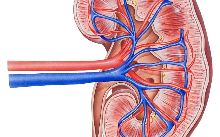 how-well-do-you-know-your-kidneys.jpg