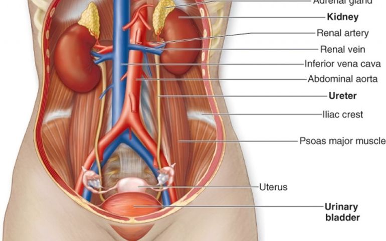 how-well-do-you-know-your-kidneys.jpg
