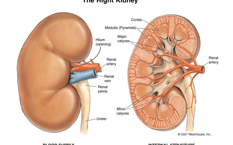 how-well-do-you-know-your-kidneys.jpg
