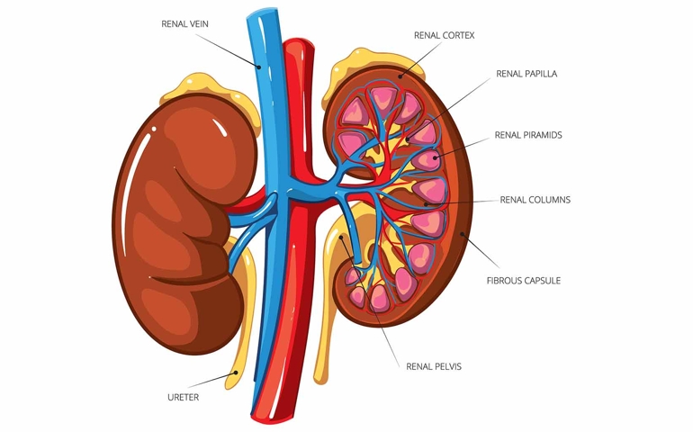 how-well-do-you-know-your-kidneys.jpg