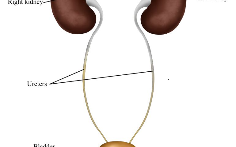 how-well-do-you-know-your-kidneys.jpg