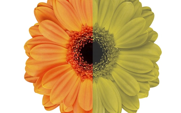 are-you-color-blind-take-this-quiz-to-find-out.jpg