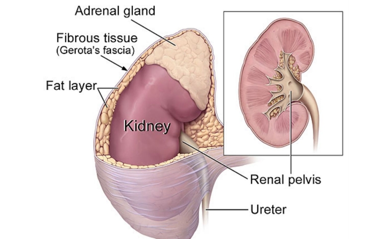 how-well-do-you-know-your-kidneys.jpg