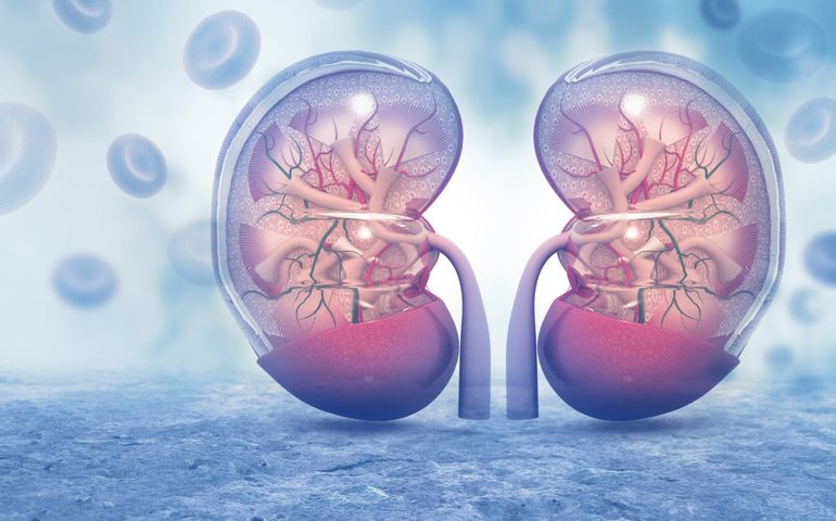 how-well-do-you-know-your-kidneys.jpg