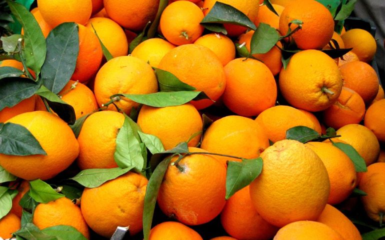 can-you-identify-these-foods-by-their-scientific-names.jpg