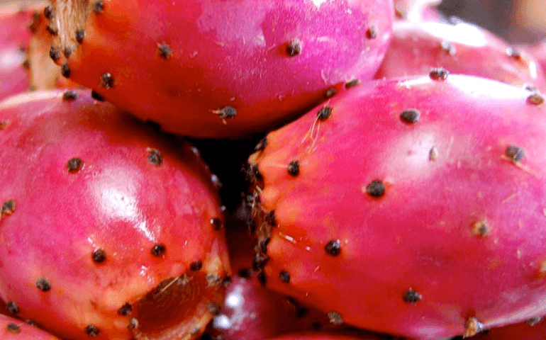 can-you-identify-these-foods-by-their-scientific-names.jpg
