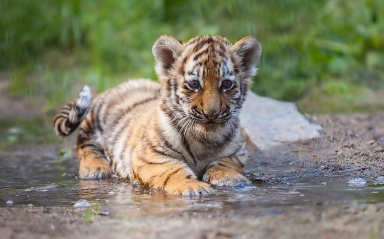 Small tiger cub lying in water