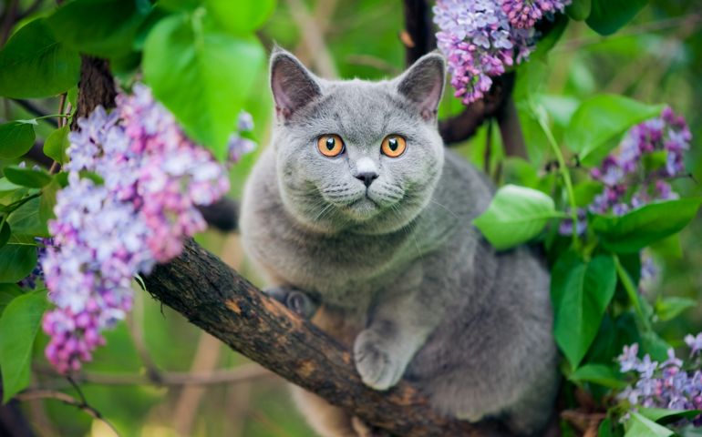 Cute little British shorthair kitten walking oudoors in a summer day, age 6 months. Shallow DOF.
