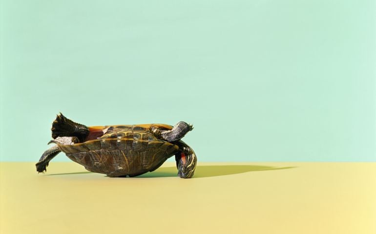 Western Painted Turtle (Chrysemys picta bellii) lying on back
