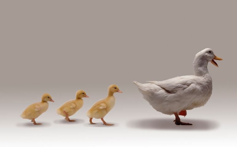 Ducks walking in a row