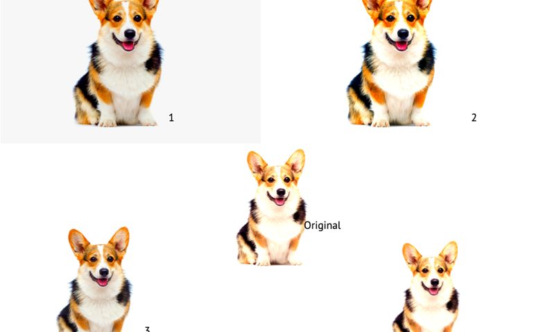 adult welsh corgi breed dog sitting full growth on a white background
