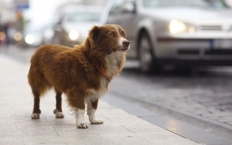 little redhead cute dog on the street