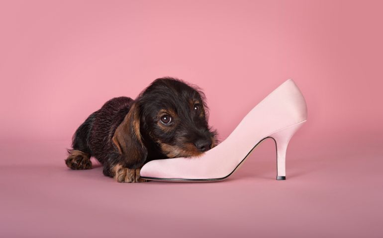 Dachshund puppy chewing a shoe