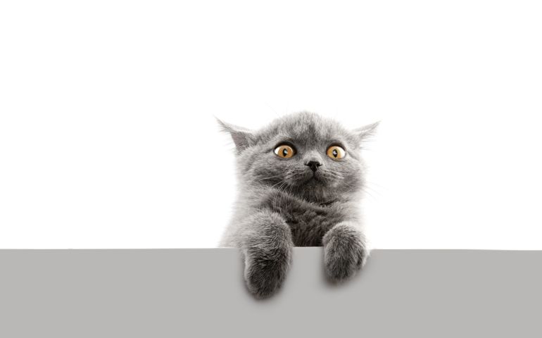 Beautiful Cat (English sort hair - 2 months )