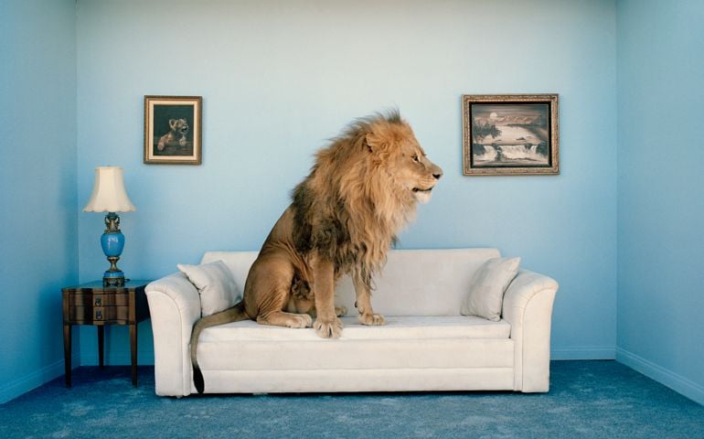 Lion sitting on couch, side view