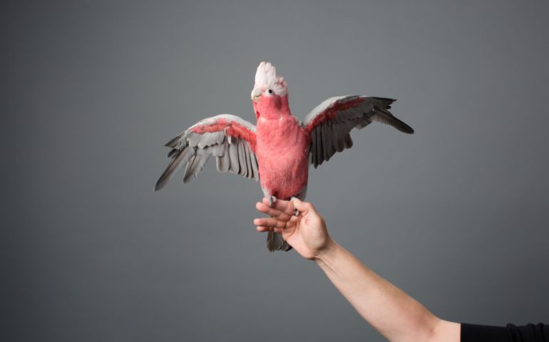 Perched, Hand, Caucasian arm, Black Sleeve, Studio, Horizontal, Grey Backdrop, Wings spread, Eolophus roseicapilla, Galah, Cockatoo