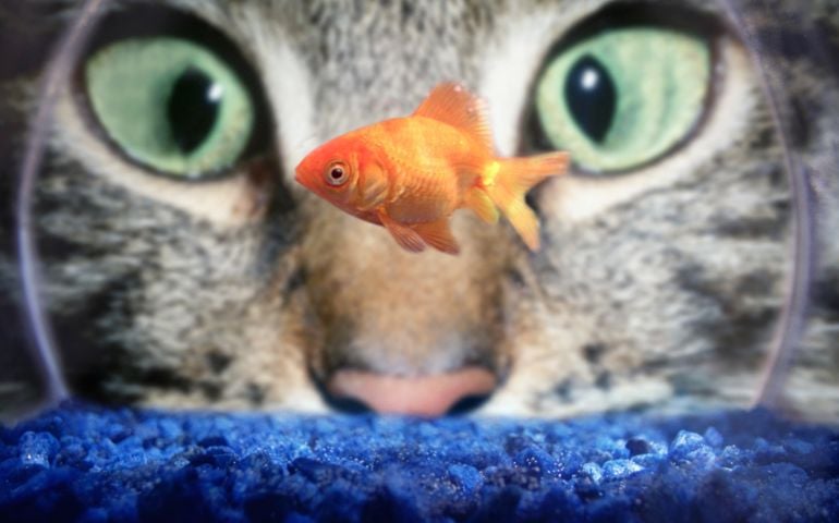 Cat Staring at Goldfish