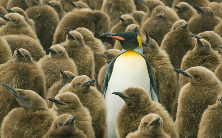 King Penguins (Aptenodytes patagonicus) Adult with chicks, South Georgia Island