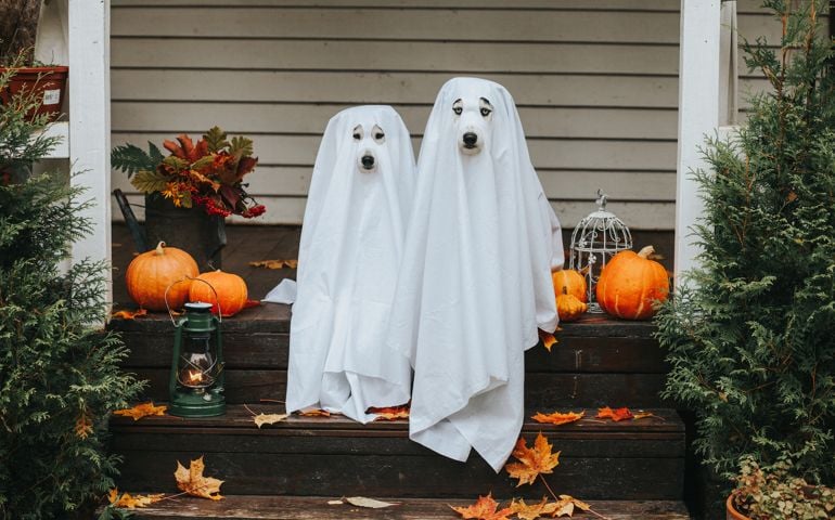 Domestic dogs dressed in ghost costume for Halloween