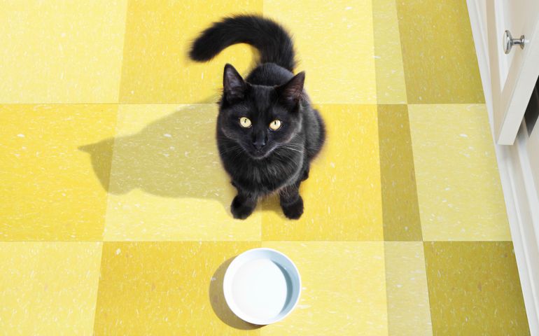 Young cat waits to be fed.