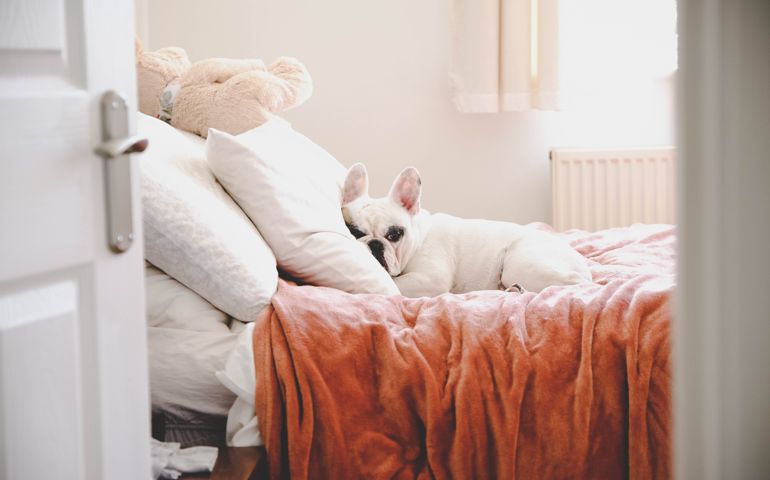 Cute Frenchie lying on bed in a bed room