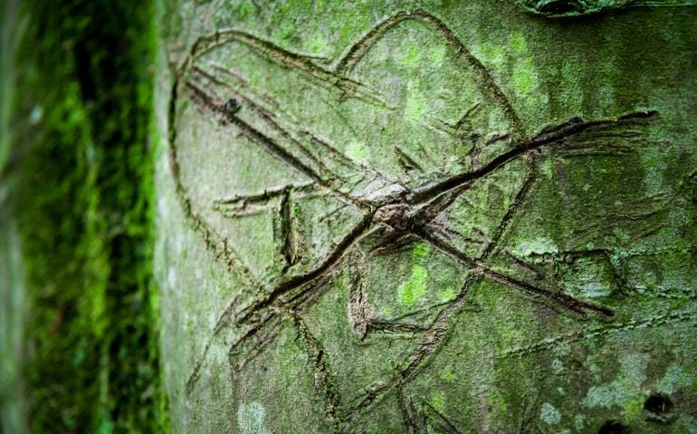 A love heart carved into a mossy green tree trunk and the crossed through, broken hearted, in the forest.