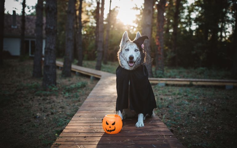 Domestic dog outdoors dressed in witch costume for Halloween