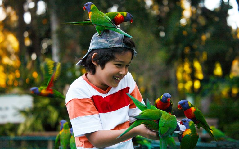 Australia, Queensland, Gold Coast, Currumbin Sanctuary, Boy feeding Rainbow Lorikeets.