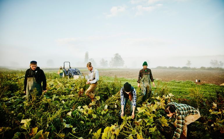 Farmers harvesting organic squash in field on foggy fall morning