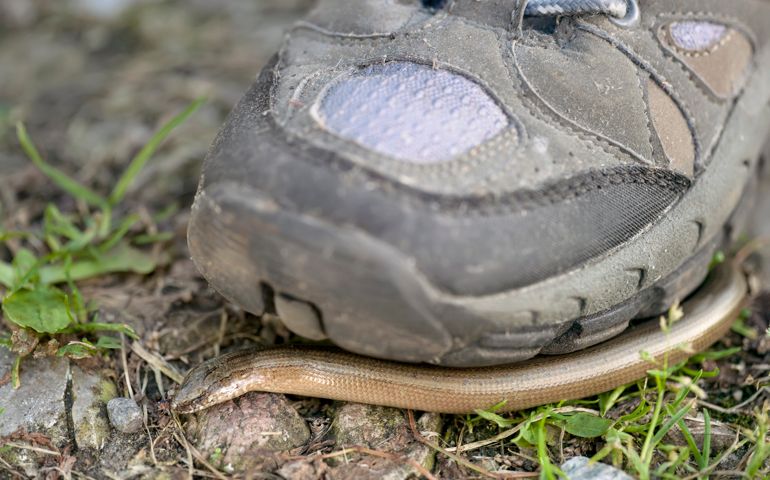 Human foot in sport shoes about to step on a snake, macro outdoor shot
