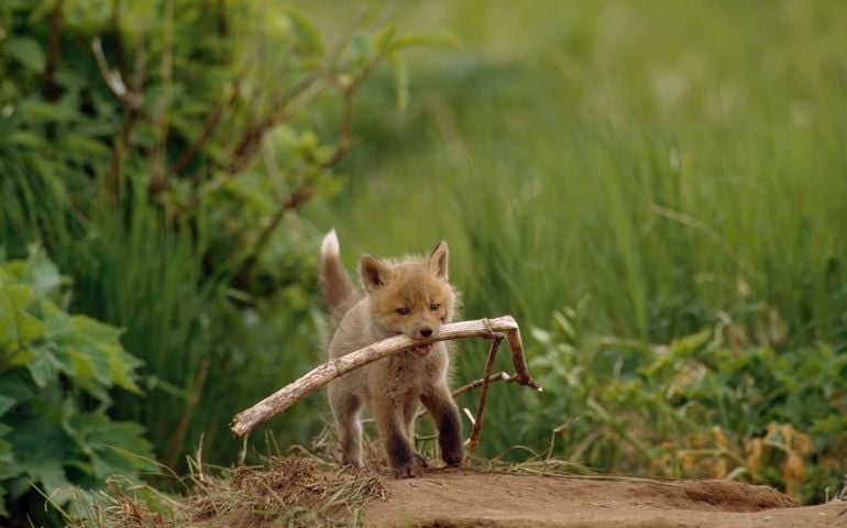 Red Fox pup carries stick (Vulpes vulpes) to den site, six weeks old kit, McNeil River State Sanctuary, Alaska,USA, June