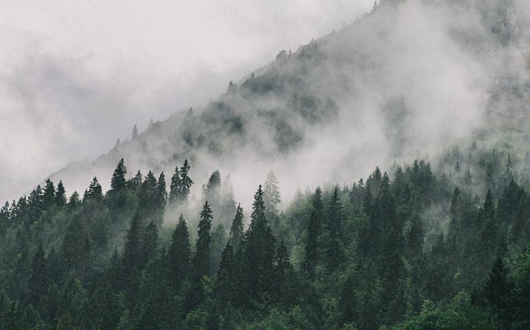 Clouds sitting in Alpine Trees