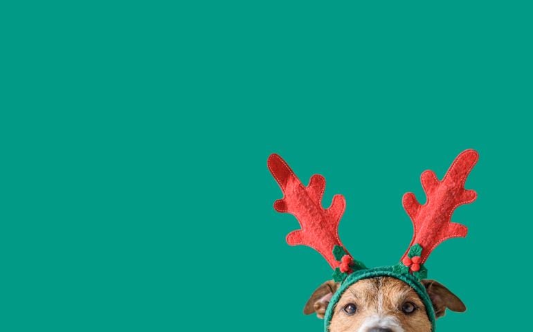 Head of Jack Russell Terrier with deer antlers