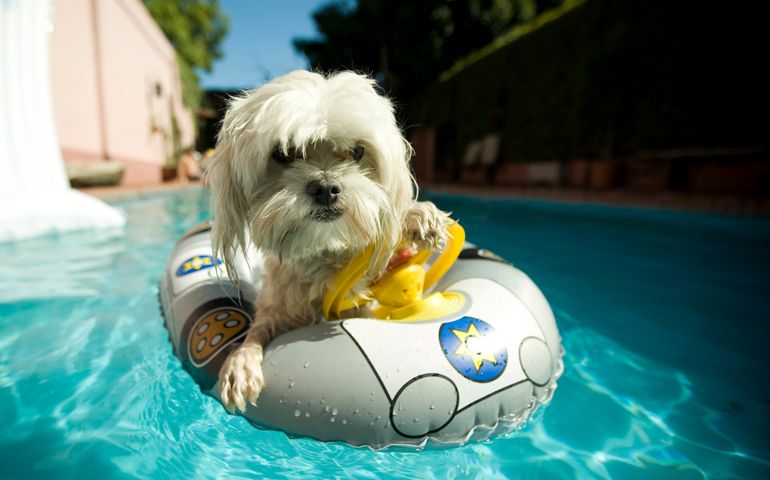 Argentina, Buenos Aires, Little dog in swimming pool