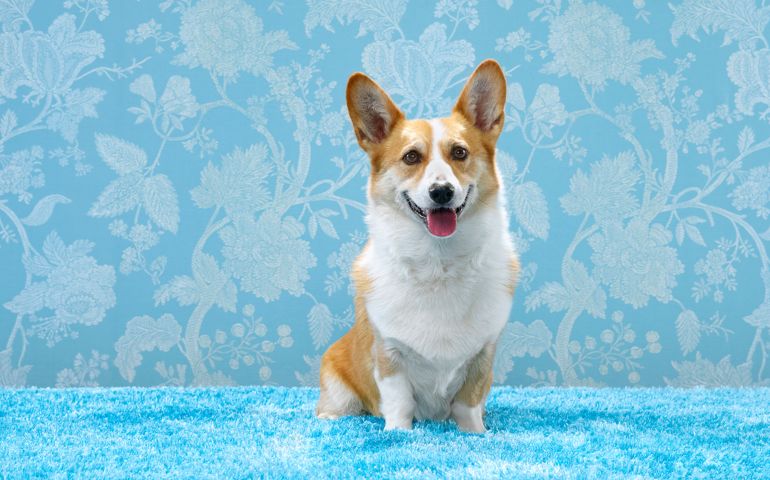 Corgi (Canis lupis familiaris) sitting