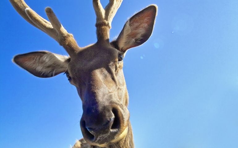 Close-up perspective shot of a friendly reindeer.
